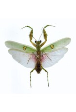 . (Un)mounted Creobroter gemmatus male (mantis)