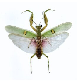 . (Un)mounted Creobroter gemmatus male