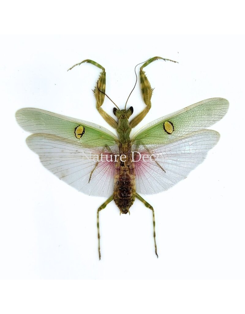 . (On)geprepareerde Creobroter gemmatus man (bidsprinkhaan)