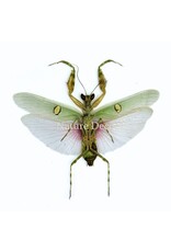 . (Un)mounted Creobroter gemmatus male (mantis)