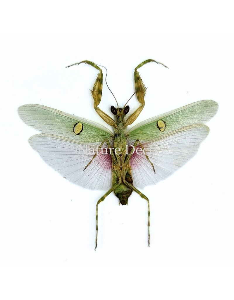 . (On)geprepareerde Creobroter gemmatus man (bidsprinkhaan)