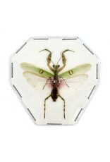 . (Un)mounted Creobroter gemmatus male (mantis)