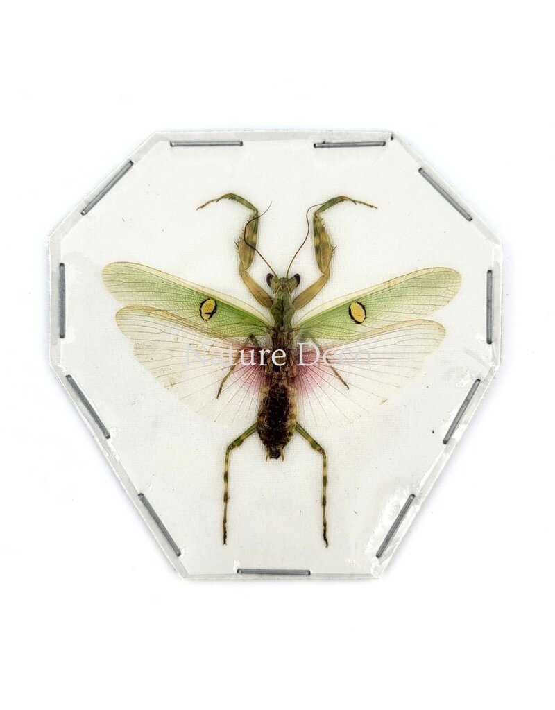 . (Un)mounted Creobroter gemmatus male (mantis)