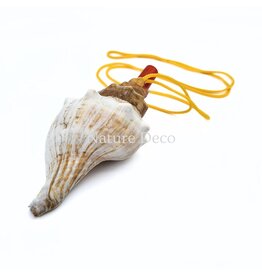 . Shell flute with cord