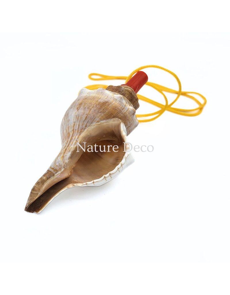 . Shell flute with cord