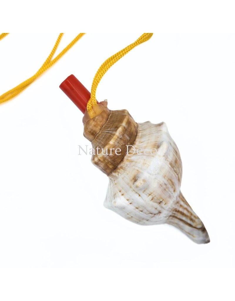 . Shell flute with cord