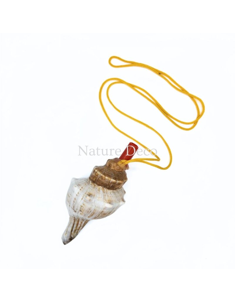 . Shell flute with cord