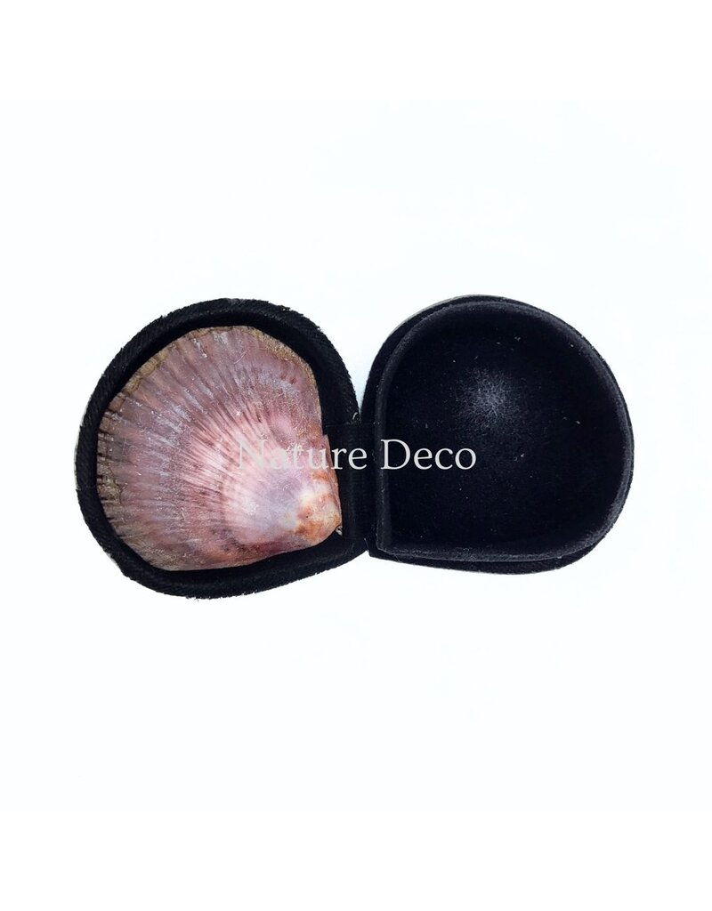 . Shell box brown/purple