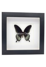 Nature Deco Papilio Lowi in luxury 3D frame 17 x 17 cm