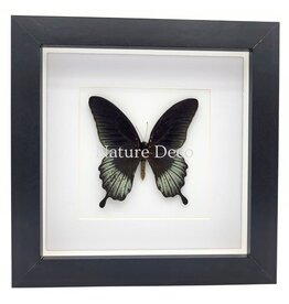 Nature Deco Papilio Lowi in luxury 3D frame