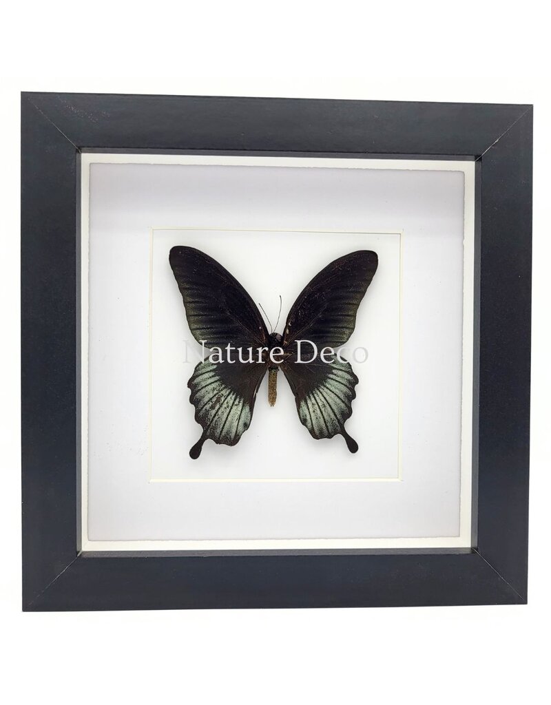 Nature Deco Papilio Lowi in luxury 3D frame 17 x 17 cm