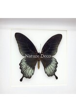 Nature Deco Papilio Lowi in luxury 3D frame 17 x 17 cm