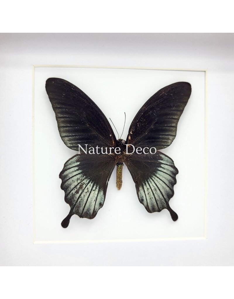 Nature Deco Papilio Lowi in luxury 3D frame 17 x 17 cm