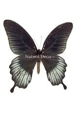 Nature Deco Papilio Lowi in luxury 3D frame 17 x 17 cm