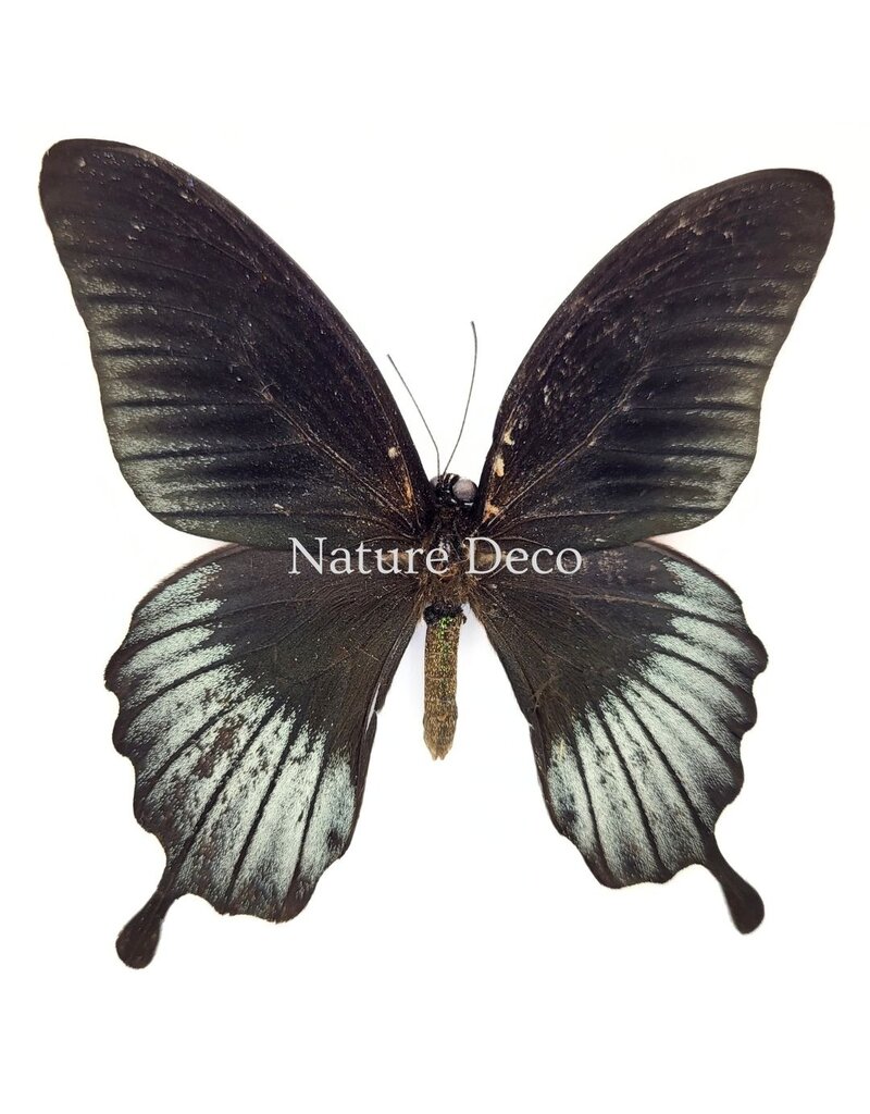 Nature Deco Papilio Lowi in luxury 3D frame 17 x 17 cm
