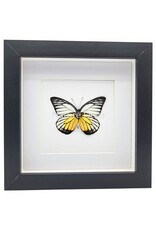 Nature Deco Prioneris Philonome in luxury 3D frame 17 x 17 cm