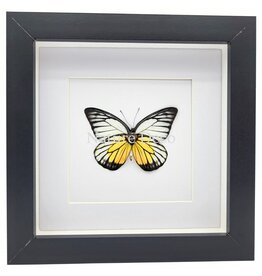 Nature Deco Prioneris Philonome in luxury 3D frame