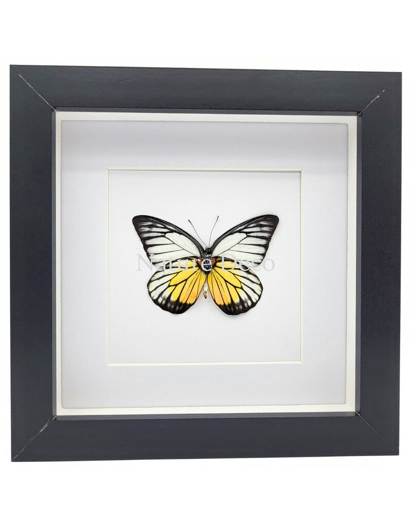 Nature Deco Prioneris Philonome in luxury 3D frame 17 x 17 cm