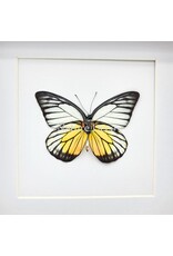 Nature Deco Prioneris Philonome in luxury 3D frame 17 x 17 cm