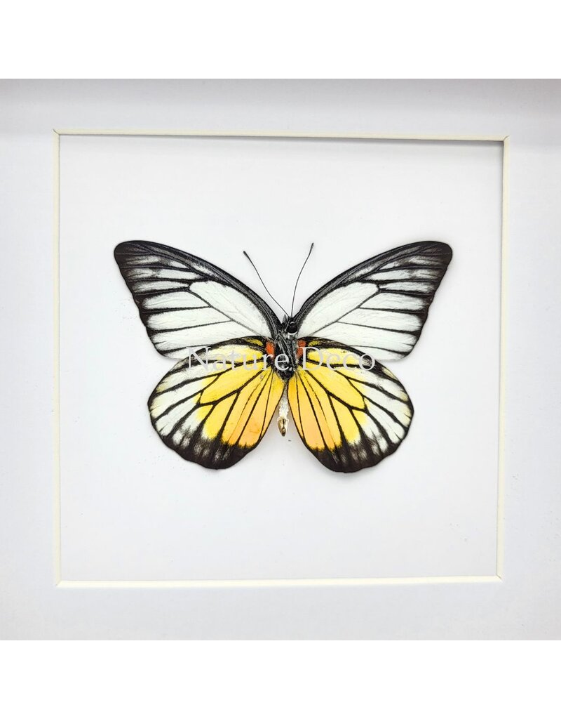 Nature Deco Prioneris Philonome in luxury 3D frame 17 x 17 cm