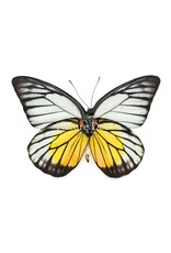 Nature Deco Prioneris Philonome in luxury 3D frame 17 x 17 cm