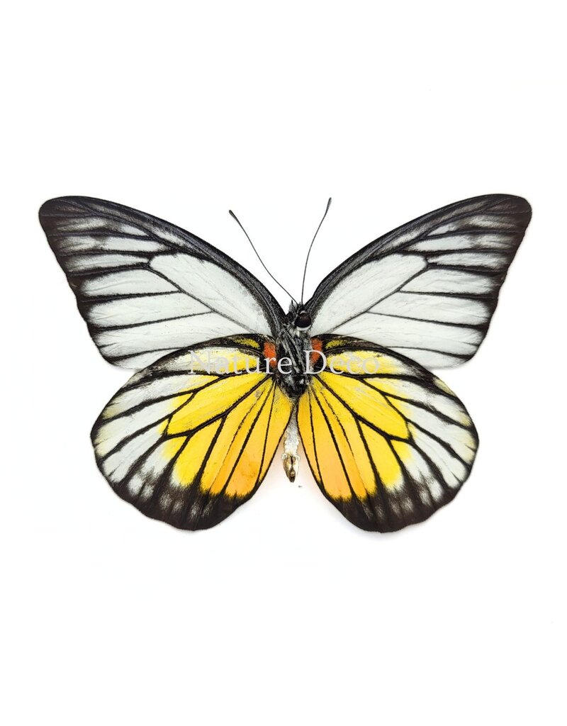 Nature Deco Prioneris Philonome in luxury 3D frame 17 x 17 cm
