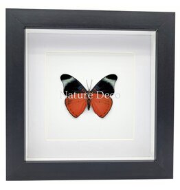 Nature Deco Panacea Prola in luxe 3D lijst