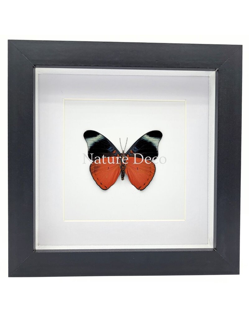 Nature Deco Panacea Prola in luxury 3D frame 17 x 17 cm