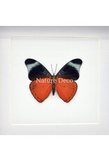 Nature Deco Panacea Prola in luxury 3D frame 17 x 17 cm