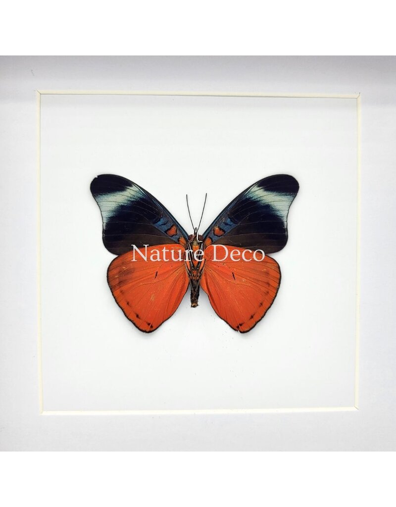 Nature Deco Panacea Prola in luxury 3D frame 17 x 17 cm