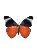 Nature Deco Panacea Prola in luxury 3D frame 17 x 17 cm
