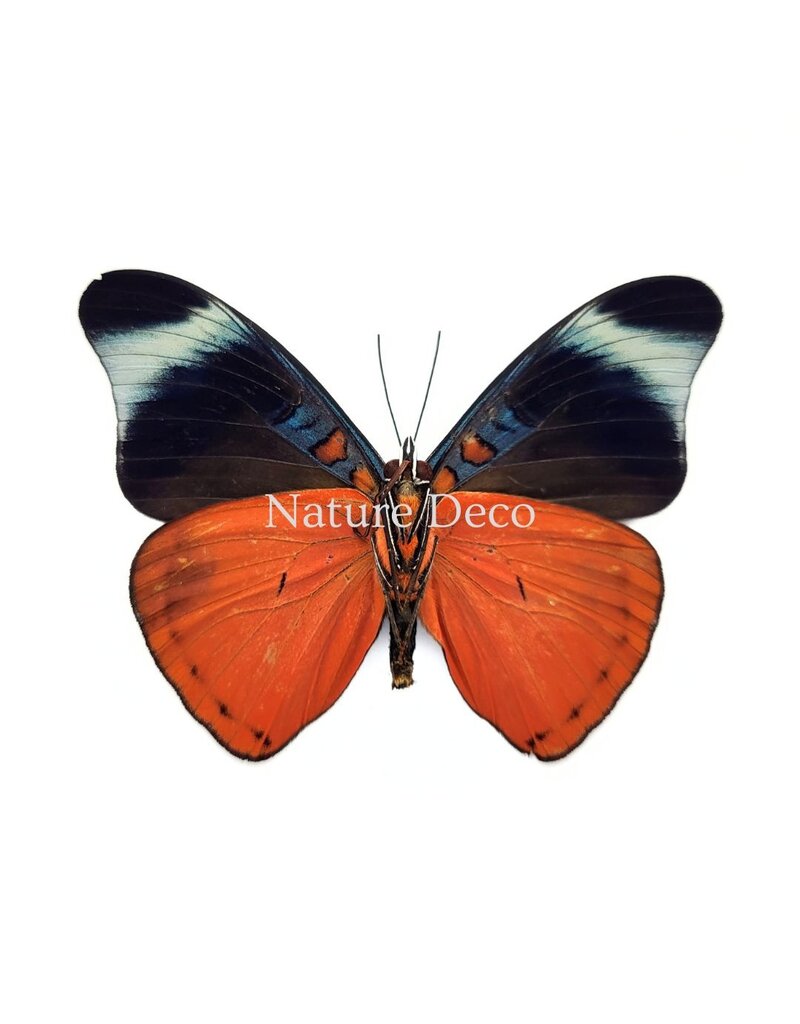 Nature Deco Panacea Prola in luxury 3D frame 17 x 17 cm