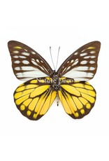 Nature Deco Prioneris Thestylis in luxury 3D frame 17 x 17 cm