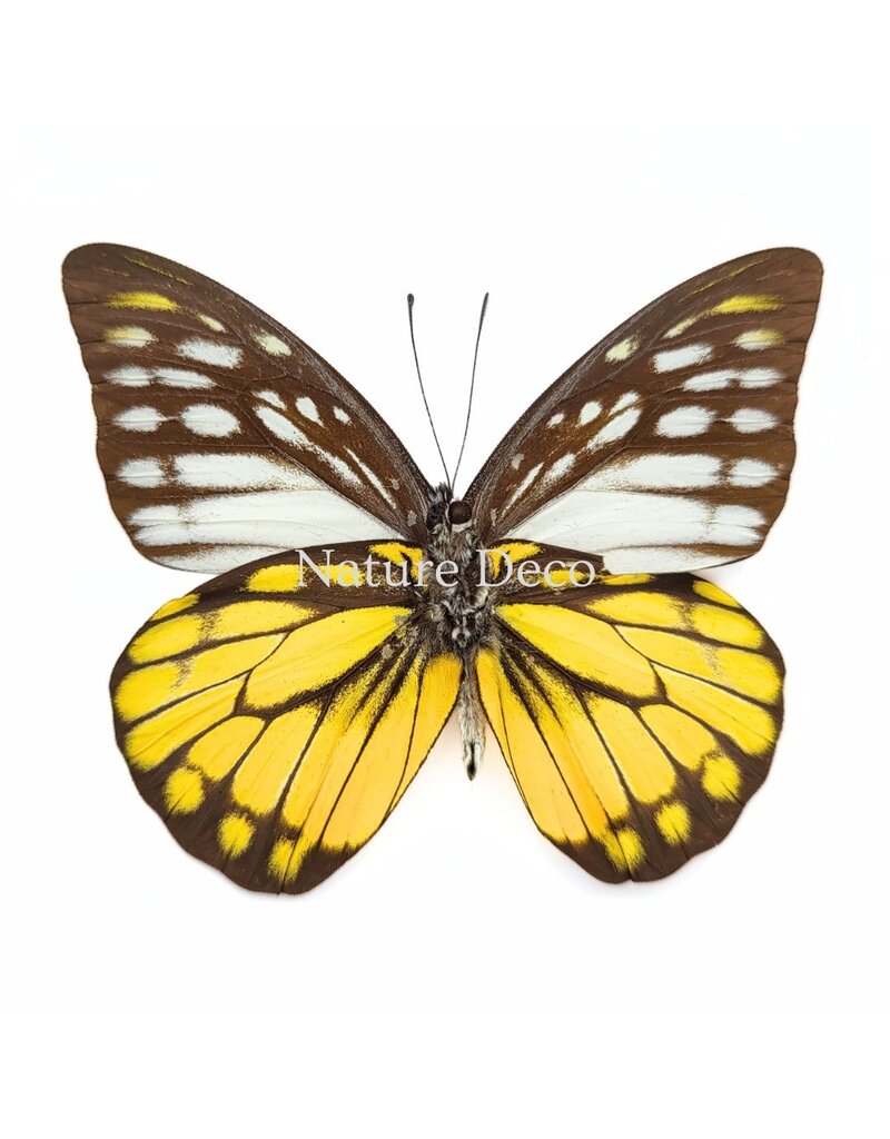 Nature Deco Prioneris Thestylis in luxury 3D frame 17 x 17 cm