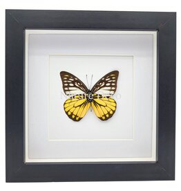 Nature Deco Prioneris Thestylis in luxury 3D frame