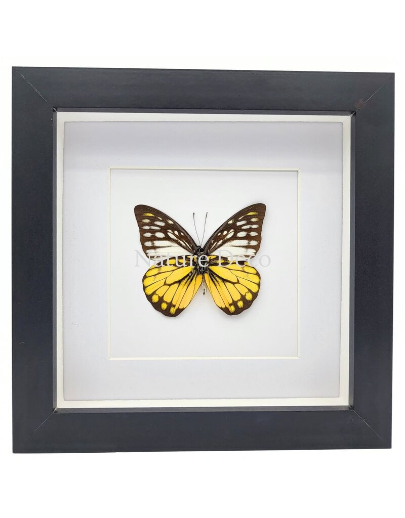 Nature Deco Prioneris Thestylis in luxury 3D frame 17 x 17 cm