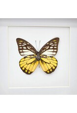 Nature Deco Prioneris Thestylis in luxury 3D frame 17 x 17 cm