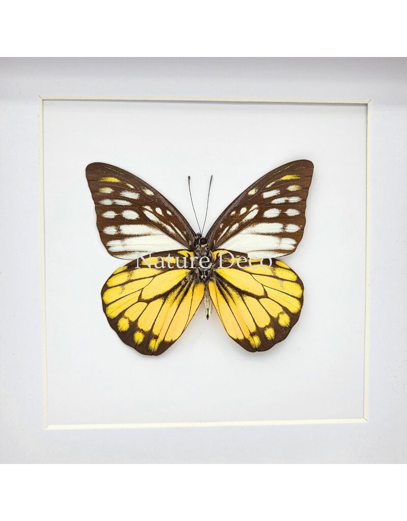 Nature Deco Prioneris Thestylis in luxury 3D frame 17 x 17 cm
