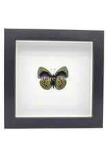 Nature Deco Callithea Leprieuri underside in luxury 3D frame 17 x 17 cm