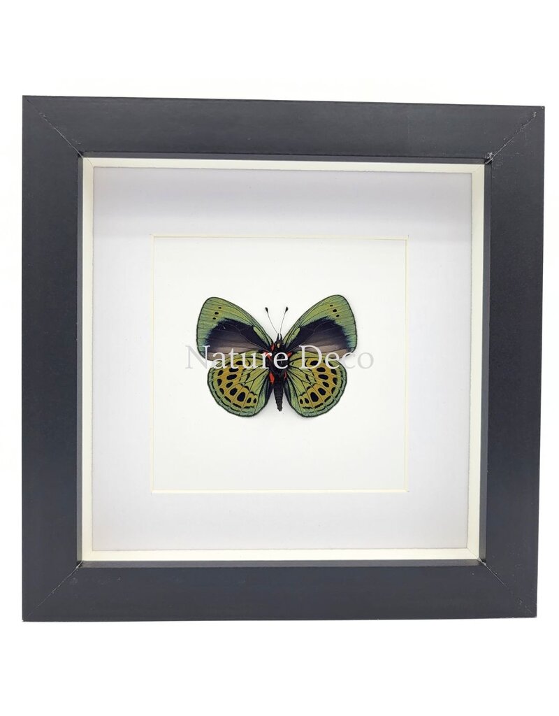 Nature Deco Callithea Leprieuri underside in luxury 3D frame 17 x 17 cm