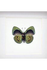 Nature Deco Callithea Leprieuri underside in luxury 3D frame 17 x 17 cm