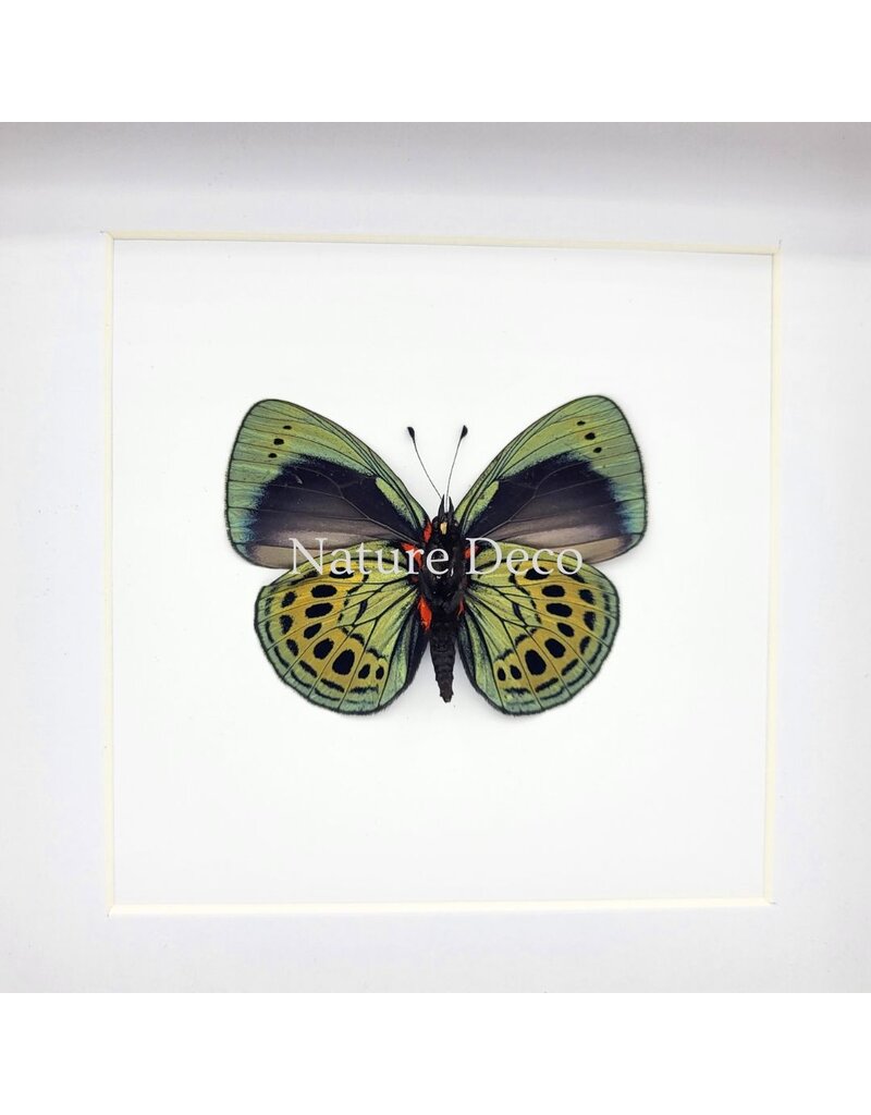 Nature Deco Callithea Leprieuri underside in luxury 3D frame 17 x 17 cm
