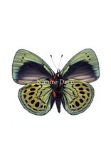 Nature Deco Callithea Leprieuri underside in luxury 3D frame 17 x 17 cm