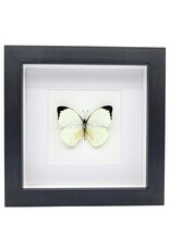 Nature Deco Pieris Argia in luxury 3D frame 17 x 17 cm