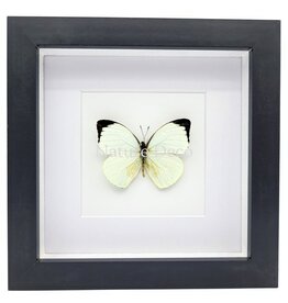 Nature Deco Pieris Argia in luxury 3D frame