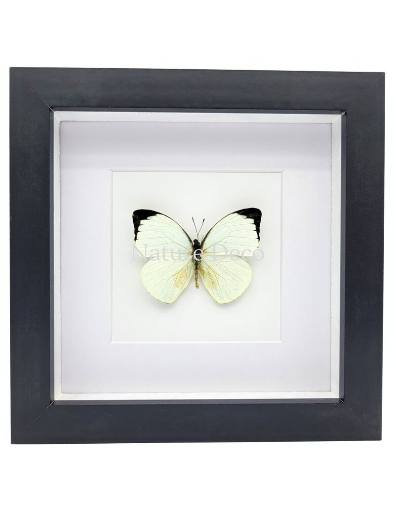 Nature Deco Pieris Argia in luxury 3D frame 17 x 17 cm