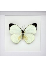 Nature Deco Pieris Argia in luxury 3D frame 17 x 17 cm