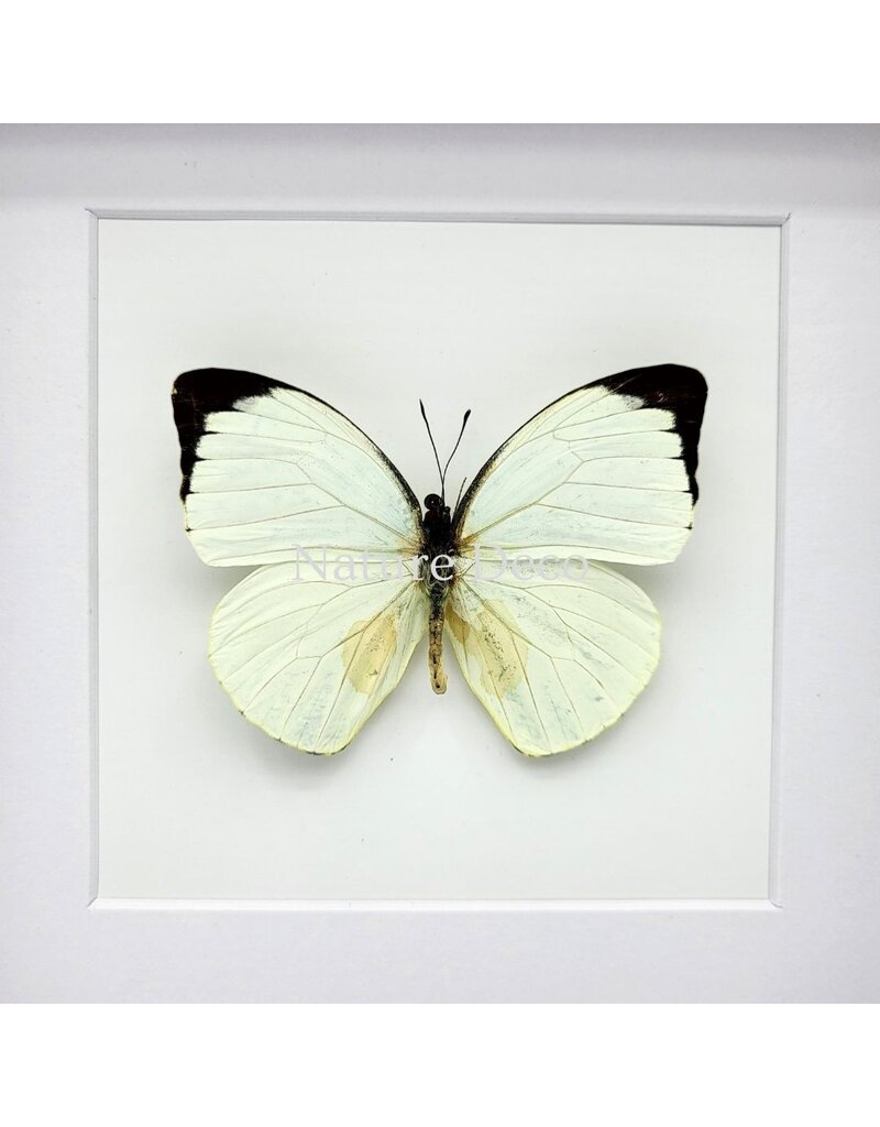 Nature Deco Pieris Argia in luxury 3D frame 17 x 17 cm