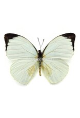 Nature Deco Pieris Argia in luxury 3D frame 17 x 17 cm