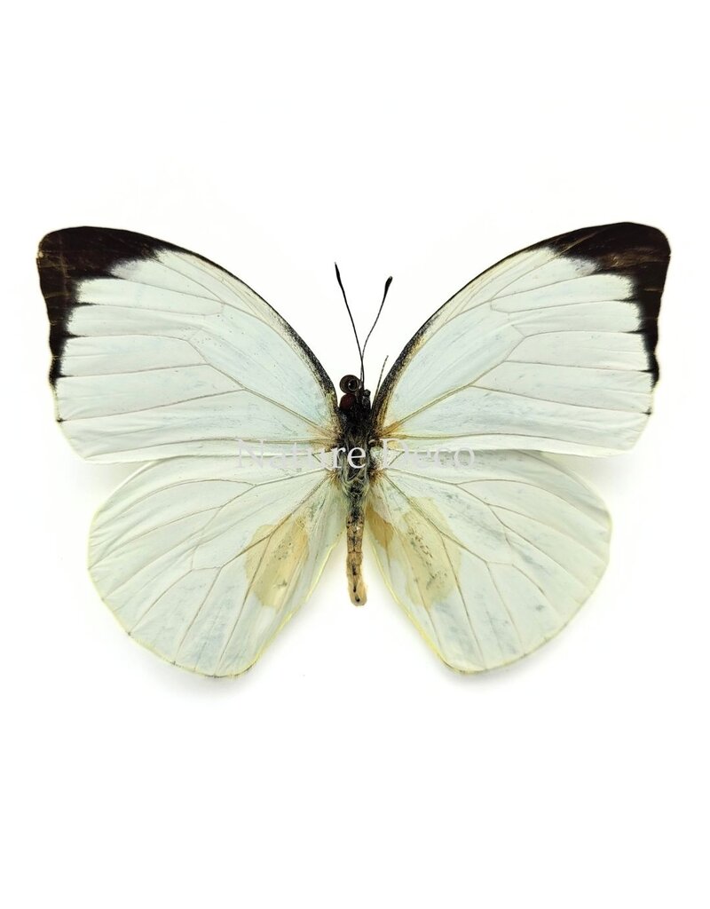 Nature Deco Pieris Argia in luxury 3D frame 17 x 17 cm